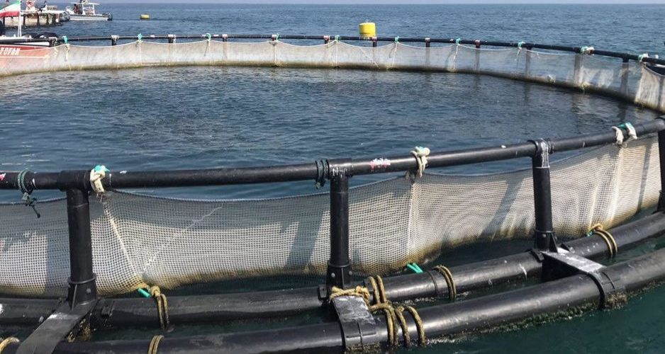 تور قفس پرورش ماهی